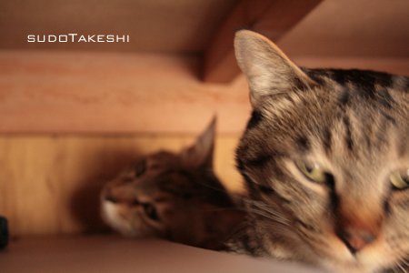 sudoTakeshi blog01.jpg